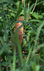 Ixobrychus cinnamomeus
