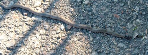 Iberian False Smooth Snake