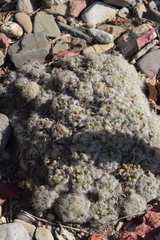 Mammillaria plumosa