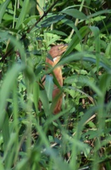 Ixobrychus cinnamomeus