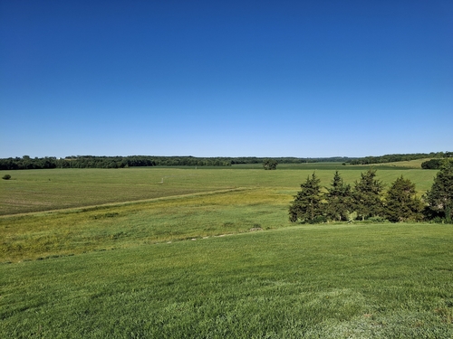 common eastern redcedar