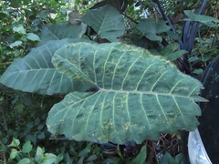 Xanthosoma violaceum