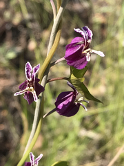 Streptanthus glandulosus glandulosus