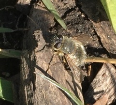 Tachina ursina