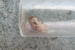 Semioscopis steinkellneriana