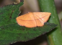 Striglina scitaria