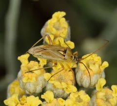 Calocoris roseomaculatus angularis