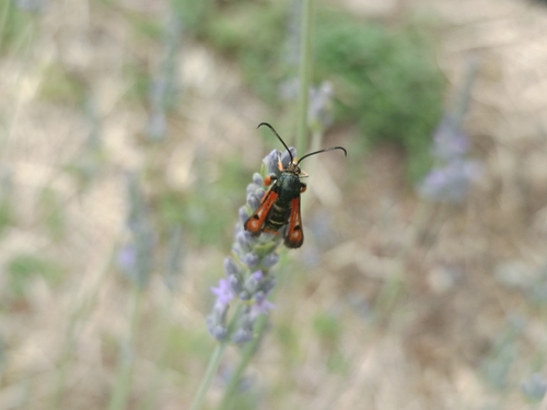 Fiery Clearwing