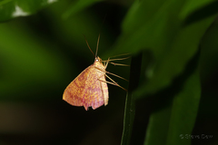 Eumelea rosalia