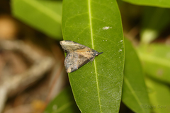 Dichromia quinqualis