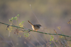 Prinia gracilis