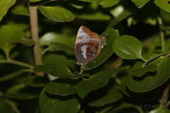 Arhopala micale