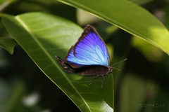 Arhopala madytus