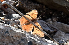 Polygonia comma