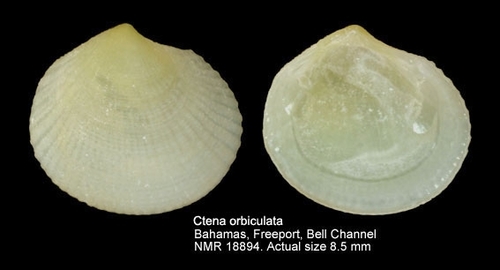 Codakia orbiculata · iNaturalist