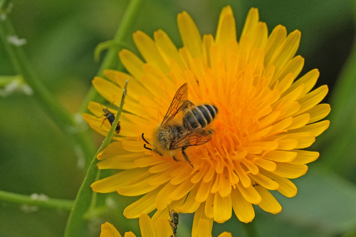 Foto von Dasypoda sinuata