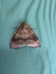 Bastilla hamatilis