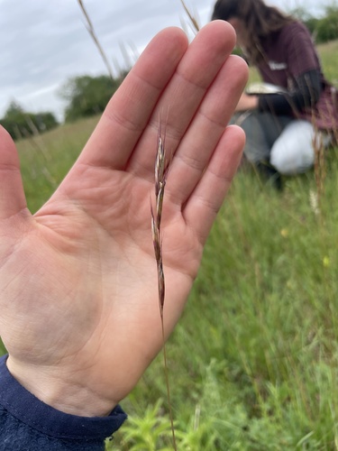 Helictochloa pratensis observed 2026-06-16