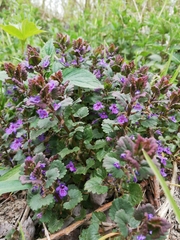 Glechoma hederacea