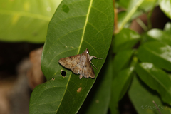 Hypospila dochmotoma