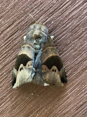 Bastilla solomonensis