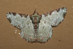 Lophophelma ruficosta