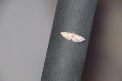 Eupithecia dodoneata