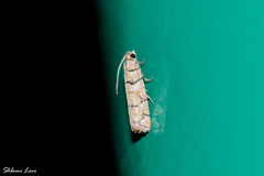 Blastesthia tessulatana