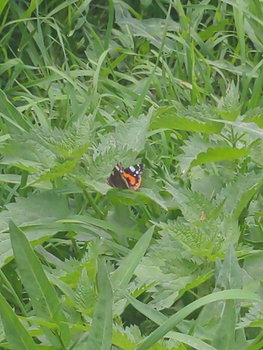 Red Admiral