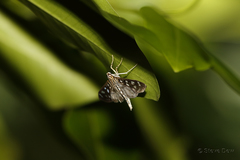 Pygospila bivittalis