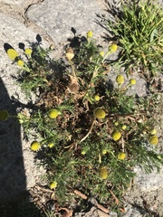Matricaria discoidea