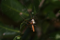 Tetragnatha nitens