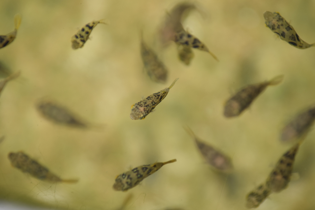 Tétraodon nain (poisson-ballon nain d'eau douce) (Carinotetraodon travancoricus)