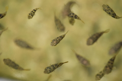 Dwarf Indian Puffer photo 5