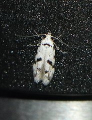 Stenolechiodes pseudogemmellus