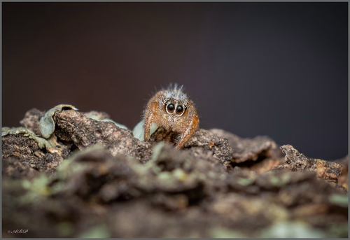 Longbody Thyene Jumping Spider