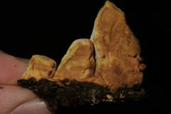 Wrightoporiopsis amylohypha