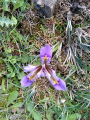 Iris unguicularis cretensis
