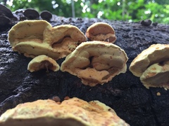 Wrightoporiopsis amylohypha