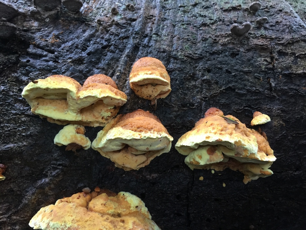Wrightoporiopsis