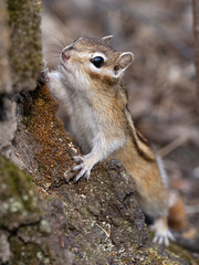 Eutamias sibiricus