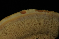 Wrightoporiopsis amylohypha