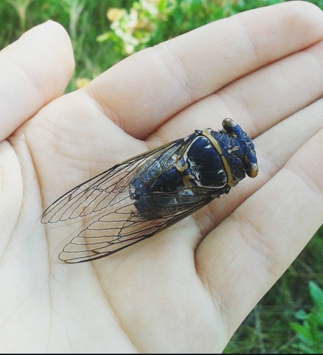 Common Cicada