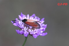 Zygaena rubicundus