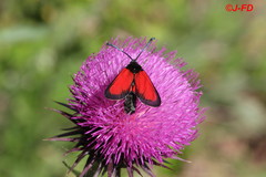 Zygaena rubicundus