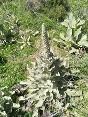 Verbascum macrurum