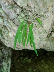 Goniopteris scolopendrioides