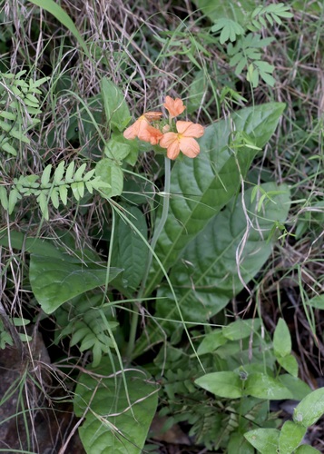 Crossandra greenstockii, photograph 4