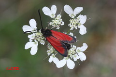 Zygaena rubicundus