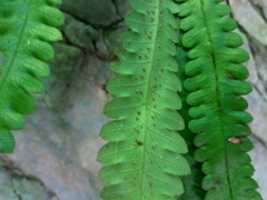 Goniopteris scolopendrioides